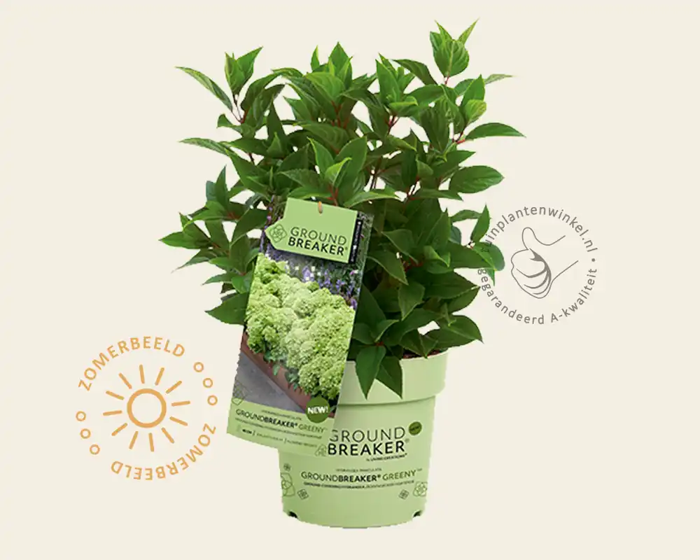 Voordelig | Hydrangea paniculata Groundbreaker® Greeny