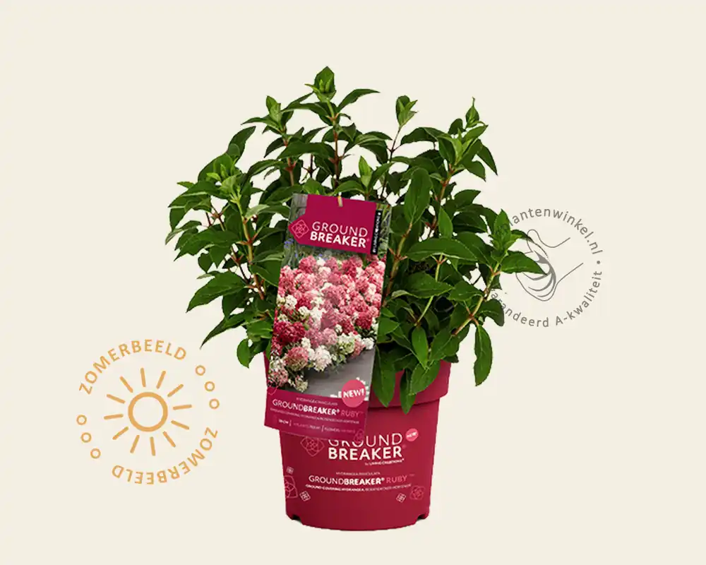 Profiteer nu | Hydrangea paniculata Groundbreaker® Ruby