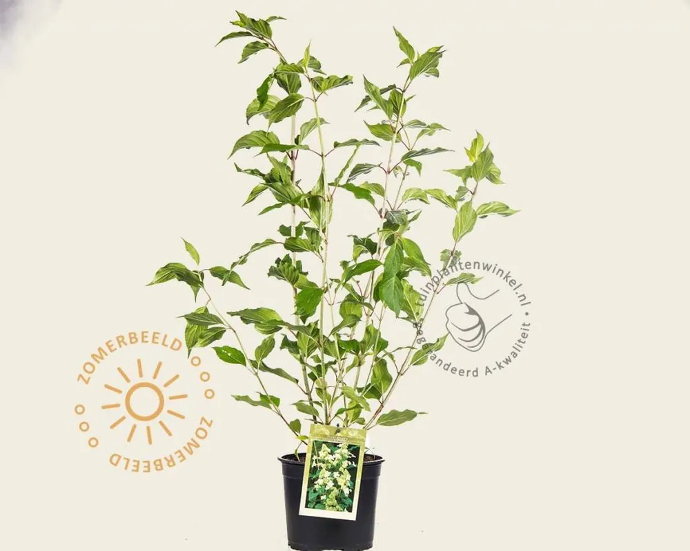 Dagdeal | Hydrangea paniculata ‘Kyushu‘