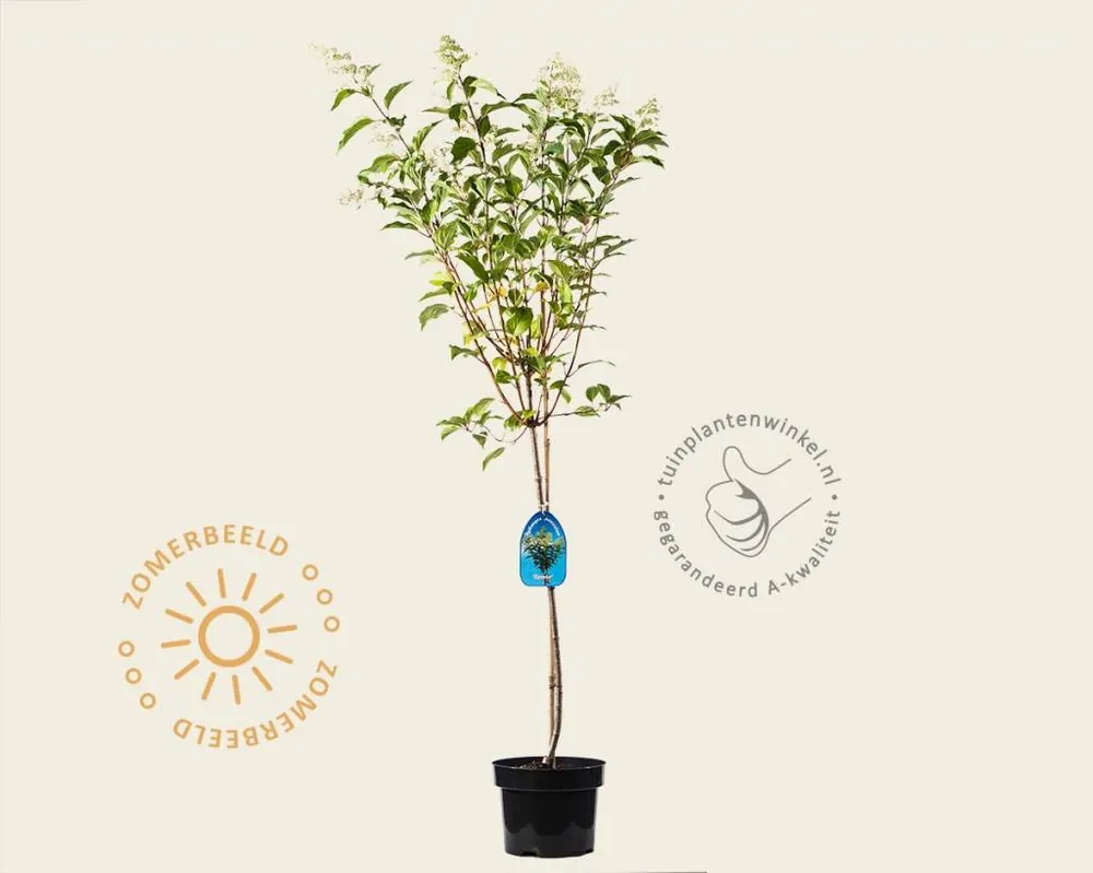 Nieuw in het assortiment | Hydrangea paniculata ‘Kyushu‘ - op stam