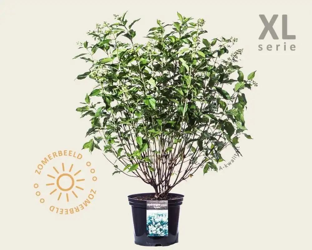 Hydrangea paniculata ‘Kyushu‘ - XL | Deal