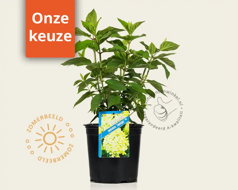 Hydrangea paniculata ‘Limelight‘ - Laatste stuks