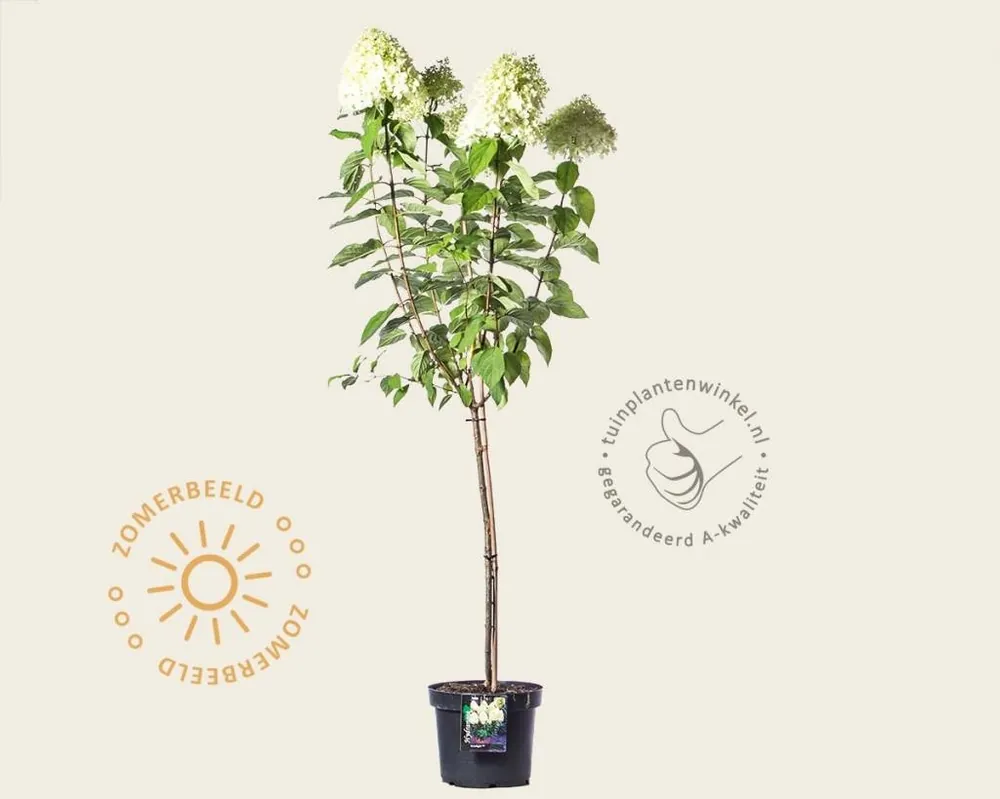 Hydrangea paniculata ‘Limelight‘ - op stam - Bestelbaar