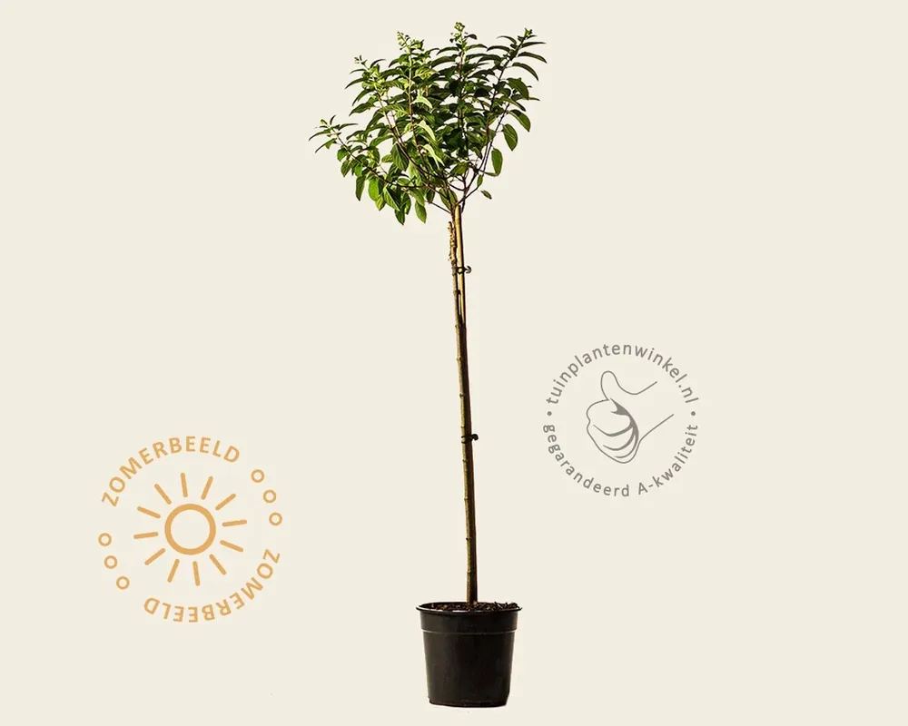 Hydrangea paniculata ‘Little Lime‘ - op stam - Goed beoordeeld