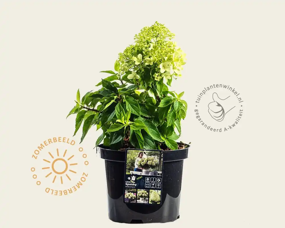 Veel voordeel - Hydrangea paniculata ‘Little Spooky‘