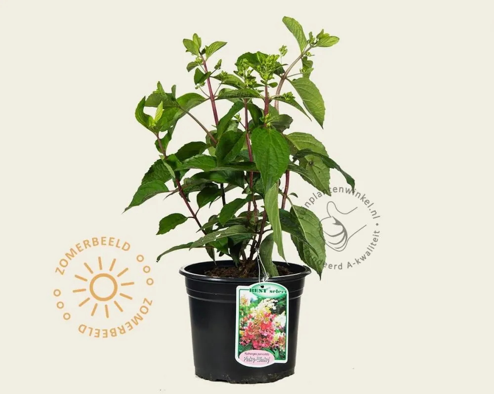 Hydrangea paniculata ‘Pinky Winky‘ - Outlet
