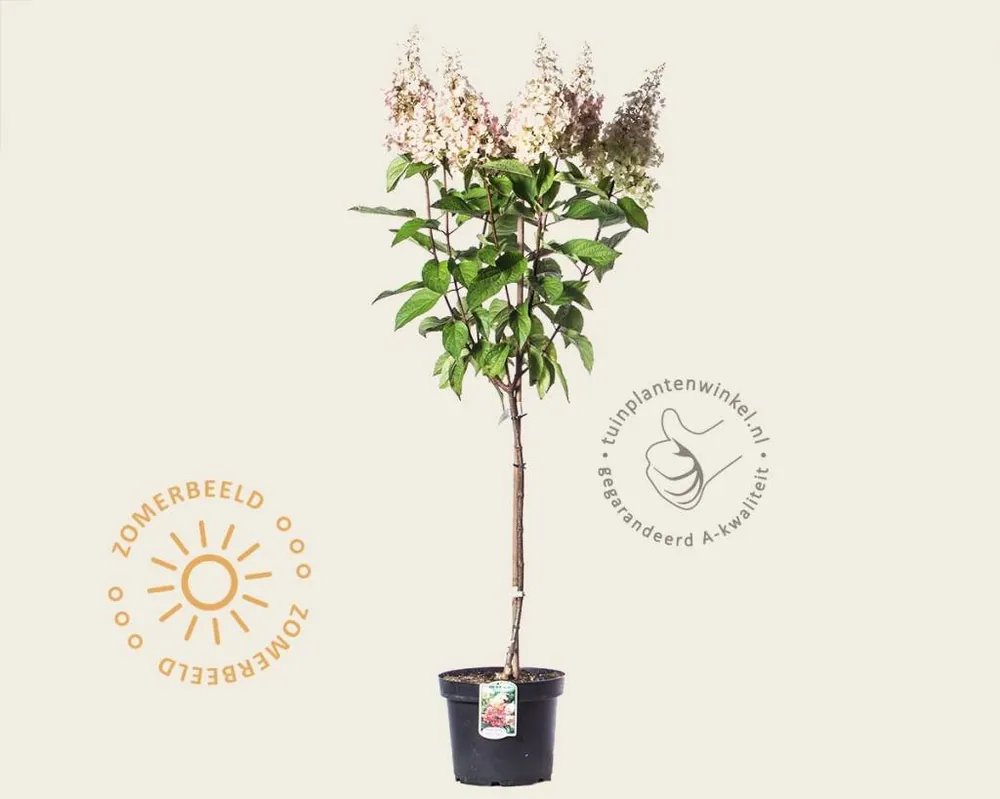 Superprijs - Hydrangea paniculata ‘Pinky Winky‘ - op stam