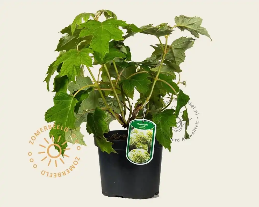 Online kopen - Hydrangea quercifolia ‘Harmony‘