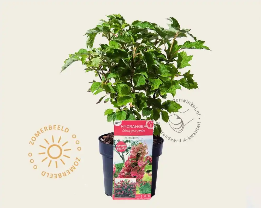 Hydrangea quercifolia ‘Ruby Slippers‘ | Nieuw product