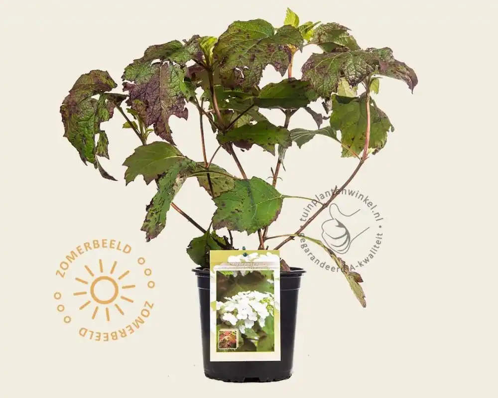 Bestelbaar - Hydrangea quercifolia ‘Snowqueen‘