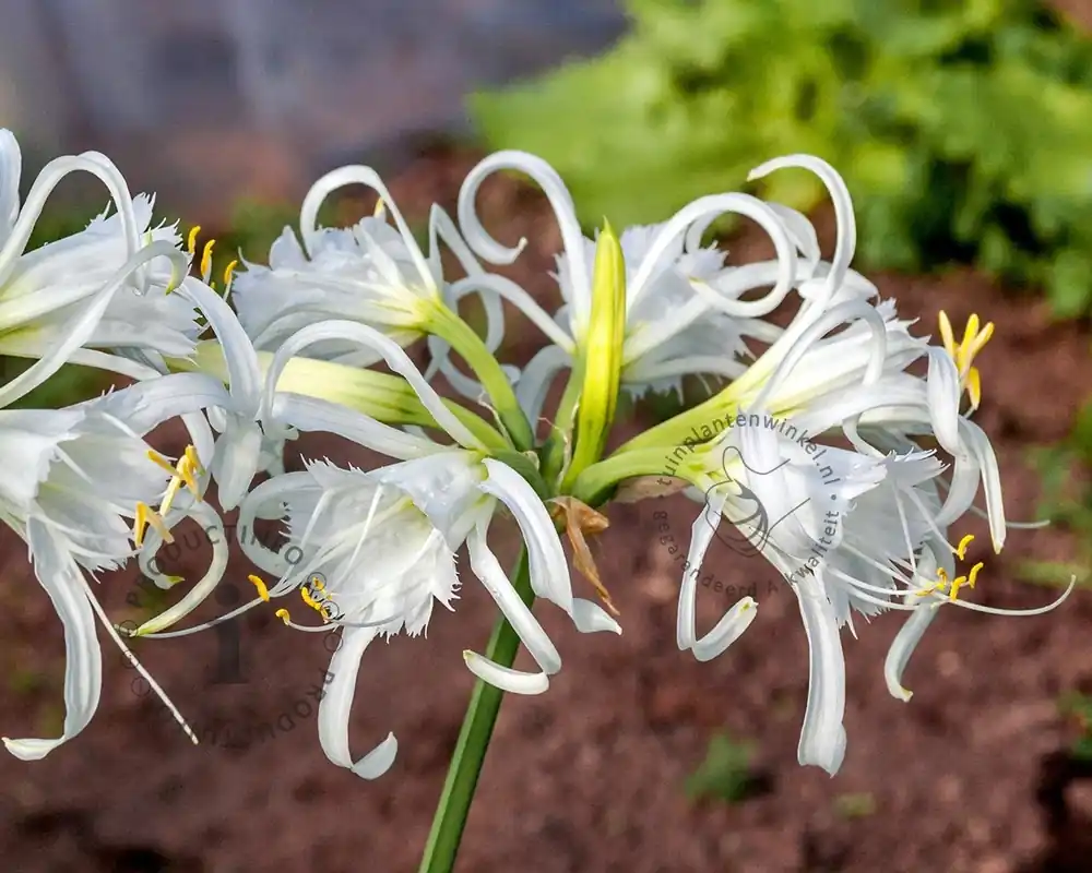 Hymenocallis festalis - Nu kopen