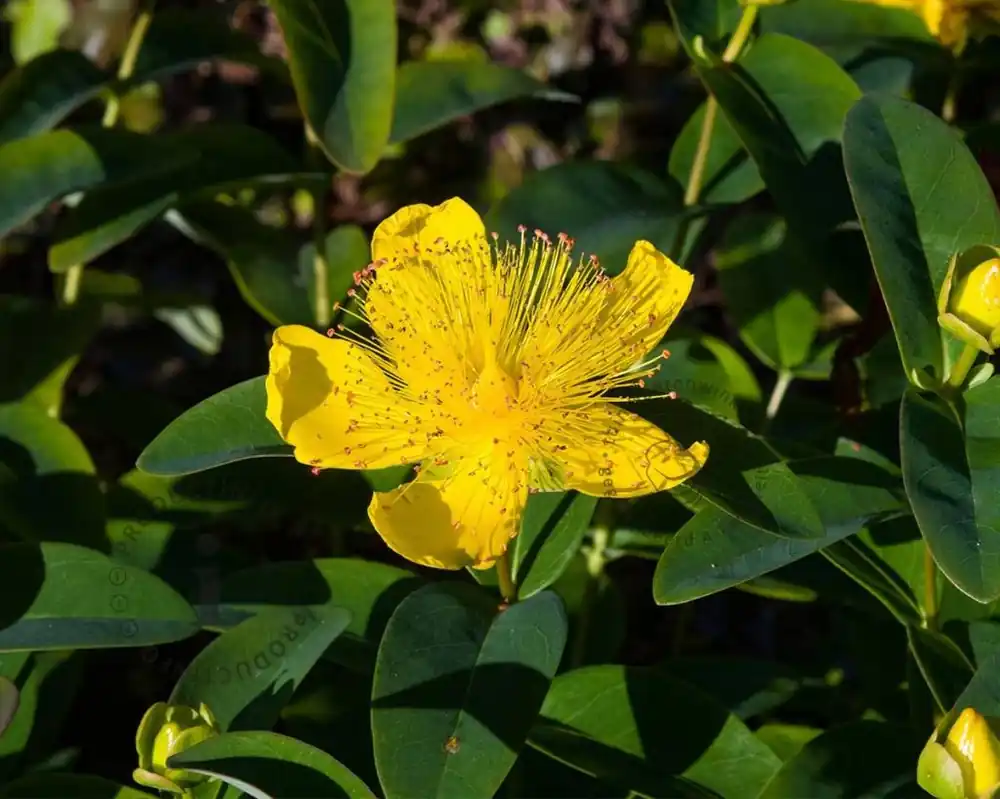 Opruiming | Hypericum calycinum