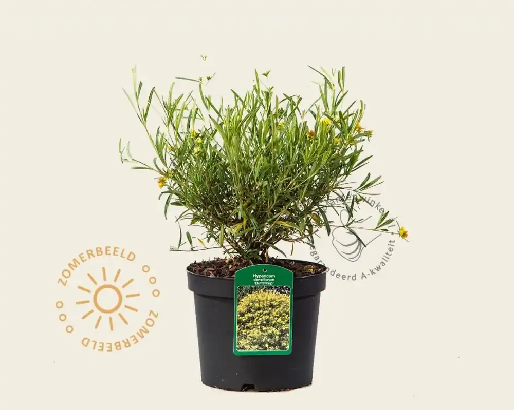 Online bestellen - Hypericum densiflorum ‘Buttercup‘