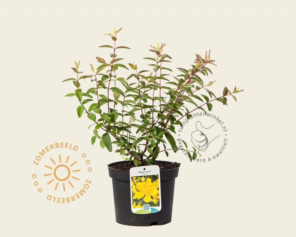 Alleen deze week - Hypericum ‘Hidcote‘