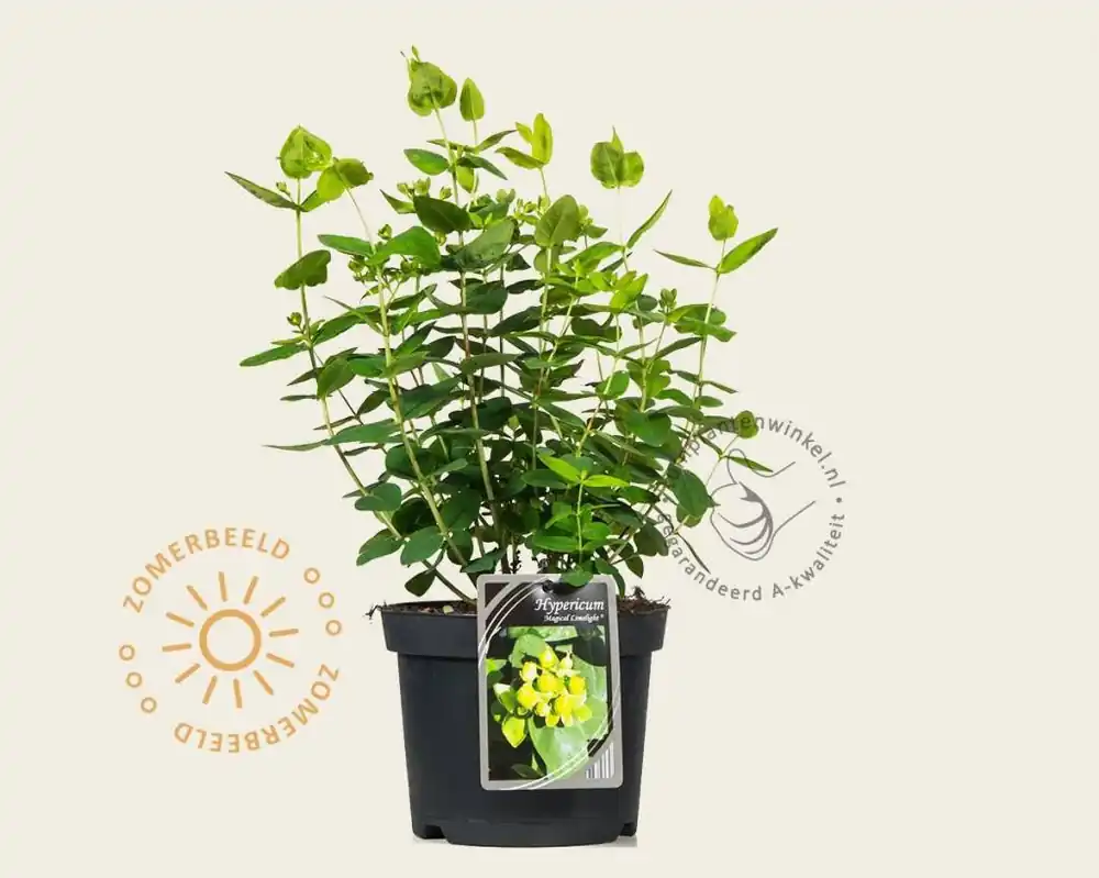 Hypericum ‘Magical Limelight‘ | Veilige betaling