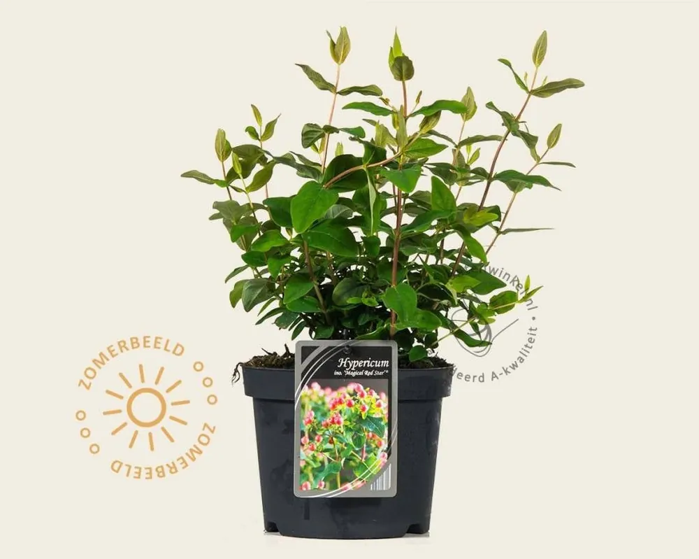 Speciale deal | Hypericum ‘Magical Red Star‘
