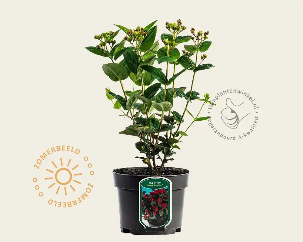 Hypericum ‘Miracle Attraction‘ | Nieuwe release