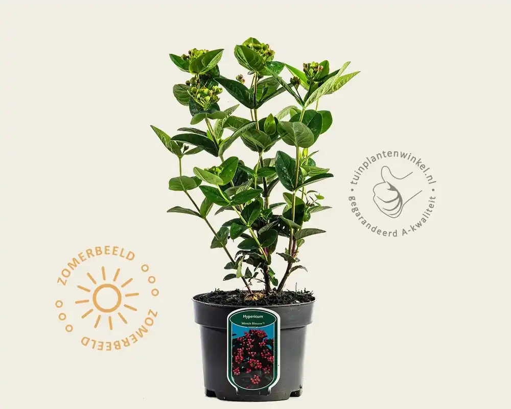 Hypericum ‘Miracle Blossom‘ | Goed beoordeeld