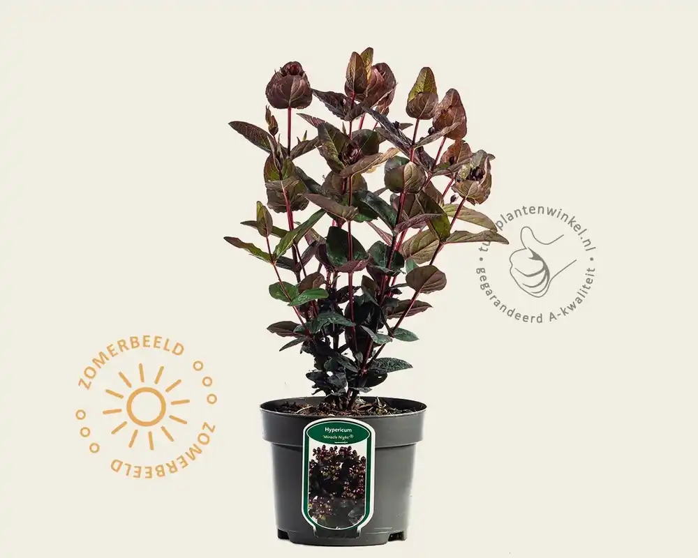 Hypericum ‘Miracle Night‘ - Topdeal