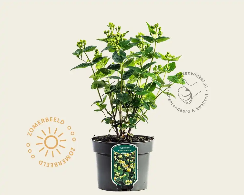 Veel gekozen - Hypericum ‘Miracle Pistache‘