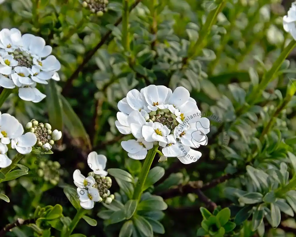 Iberis sempervirens - Nog enkele stuks