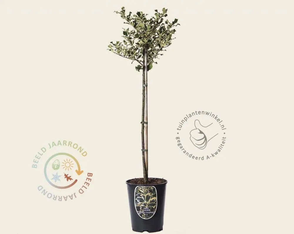 Veel voordeel - Ilex aquifolium ‘Argentea Marginata‘ - op stam