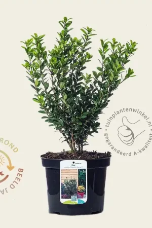 Zojuist toegevoegd - Ilex crenata ‘Caroline Upright‘ - in pot