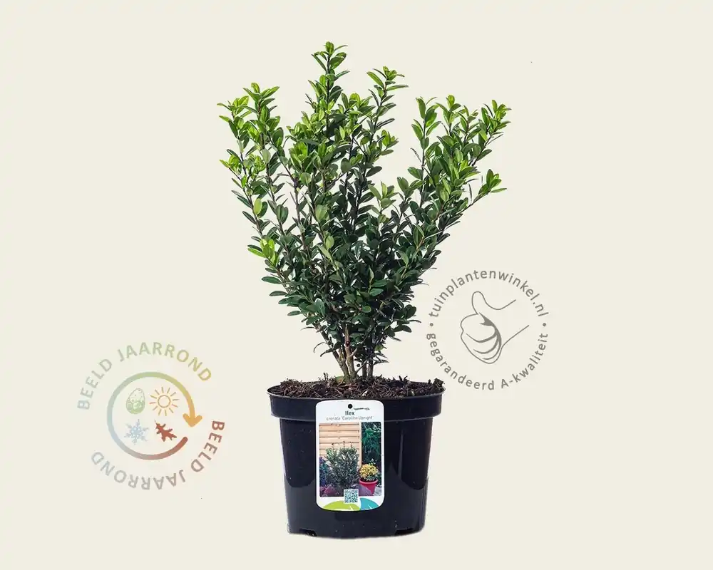 Zojuist toegevoegd - Ilex crenata ‘Caroline Upright‘ - in pot