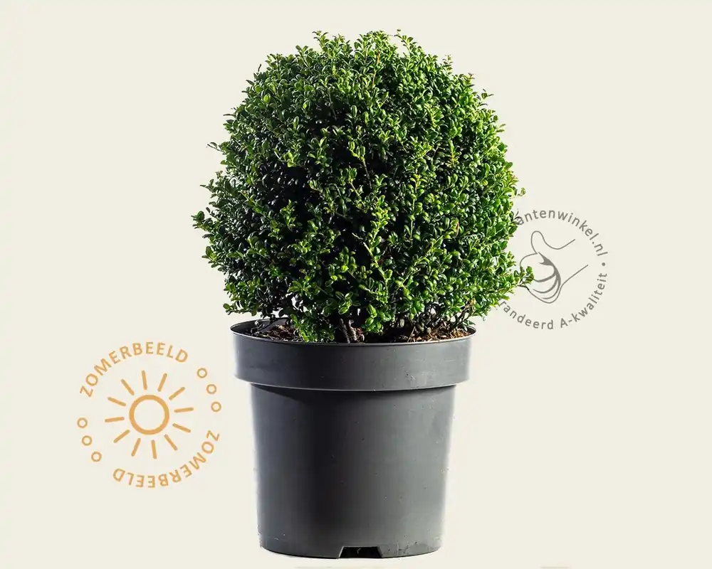 Ilex crenata ‘Convexa‘ - bolvorm - Pak je kans