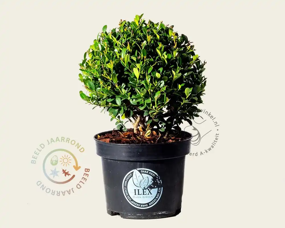 Rechtstreeks uit de fabriek | Ilex crenata ‘Dark Green‘ - bolvorm