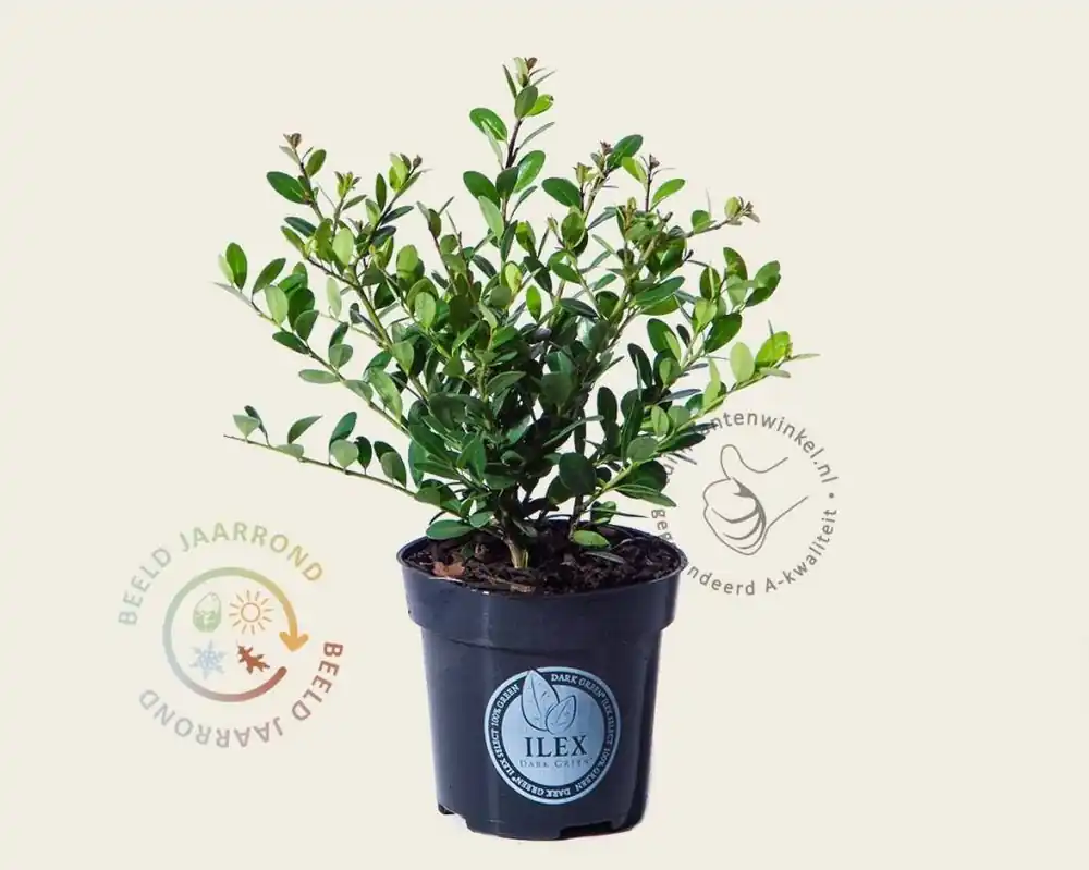Koopje - Ilex crenata ‘Dark Green‘ - in pot