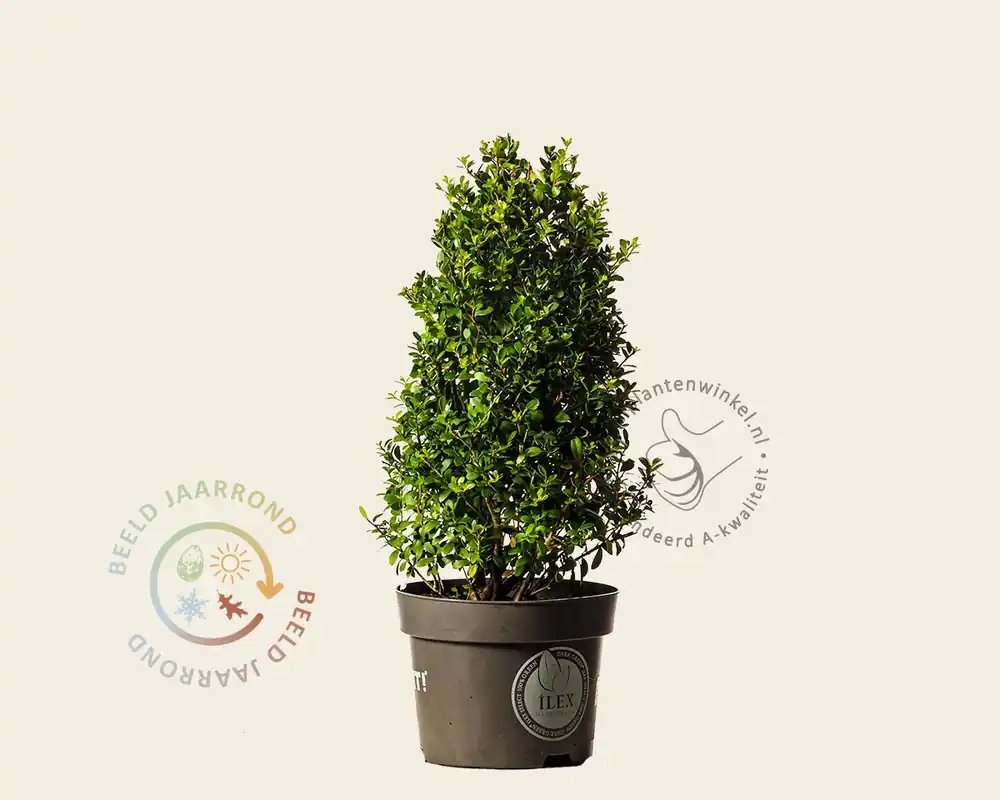 Ilex crenata ‘Dark Green‘ - kegelvorm | Bespaar nu