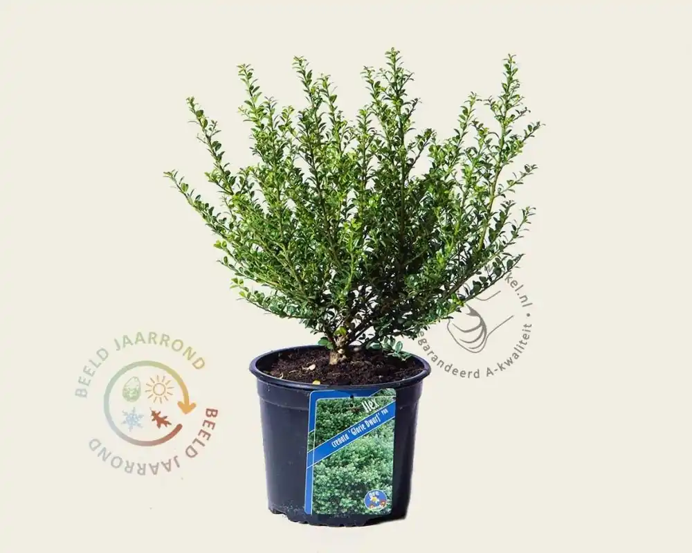 Outlet | Ilex crenata ‘Glorie Dwarf‘ - in pot