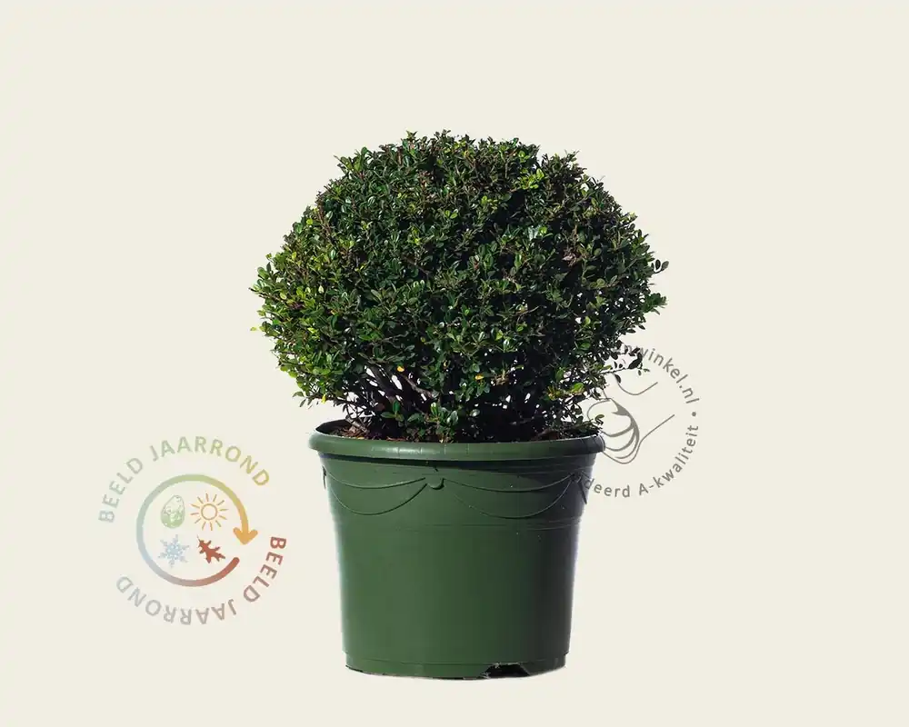 Ilex crenata ‘Glory Gem‘ - bolvorm | Beperkte voorraad