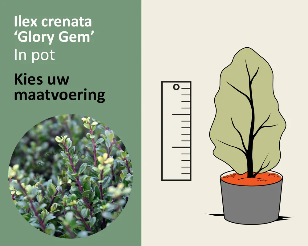 Uitverkoop | Ilex crenata ‘Glory Gem‘ - in pot