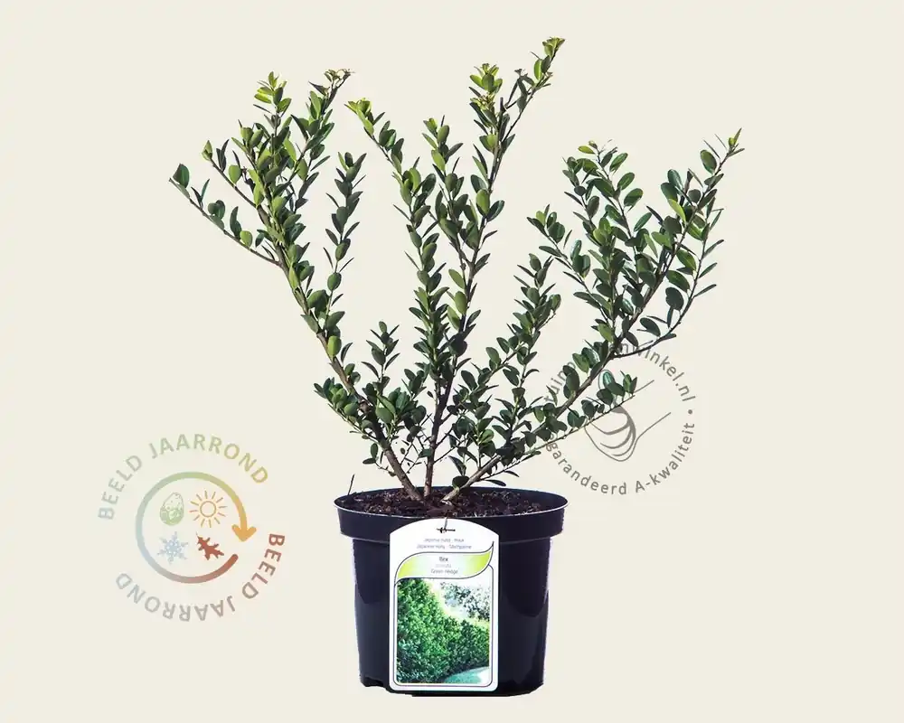 Premium | Ilex crenata ‘Green Hedge‘ - in pot