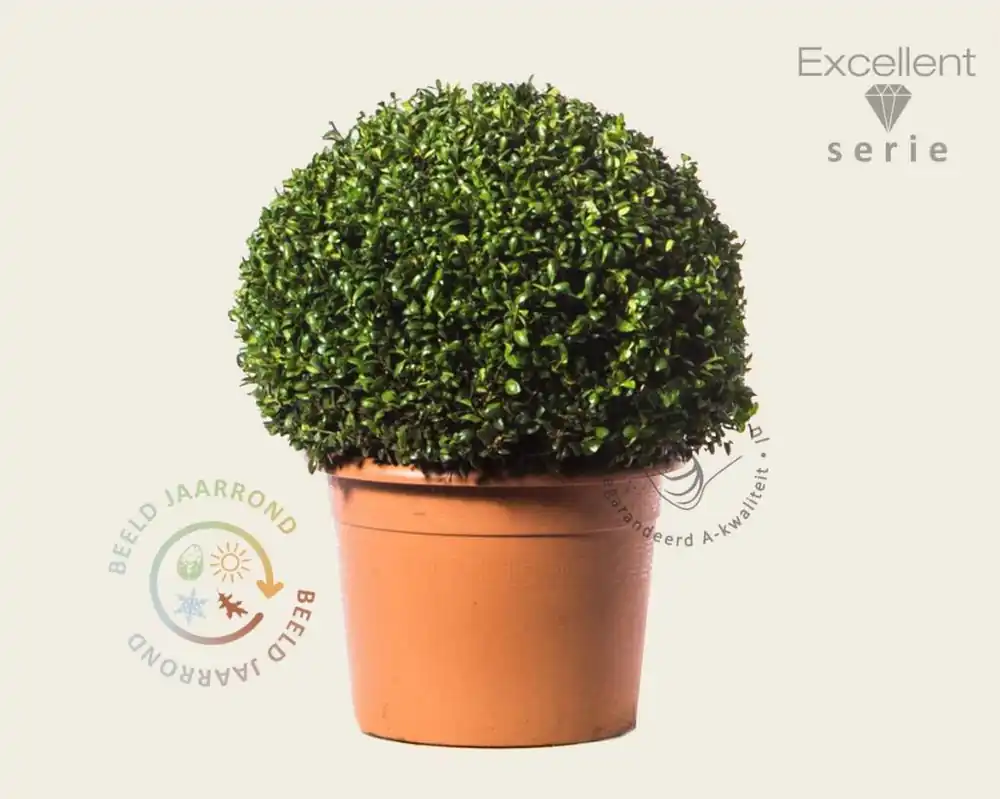 Ilex crenata ‘Hetzii‘ bol 50 cm - Excellent | Extra voordeel