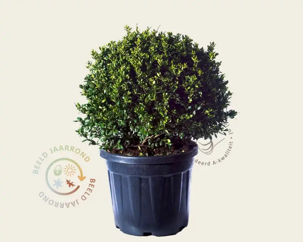 Ilex crenata ‘Hetzii‘ - bolvorm | Topdeal