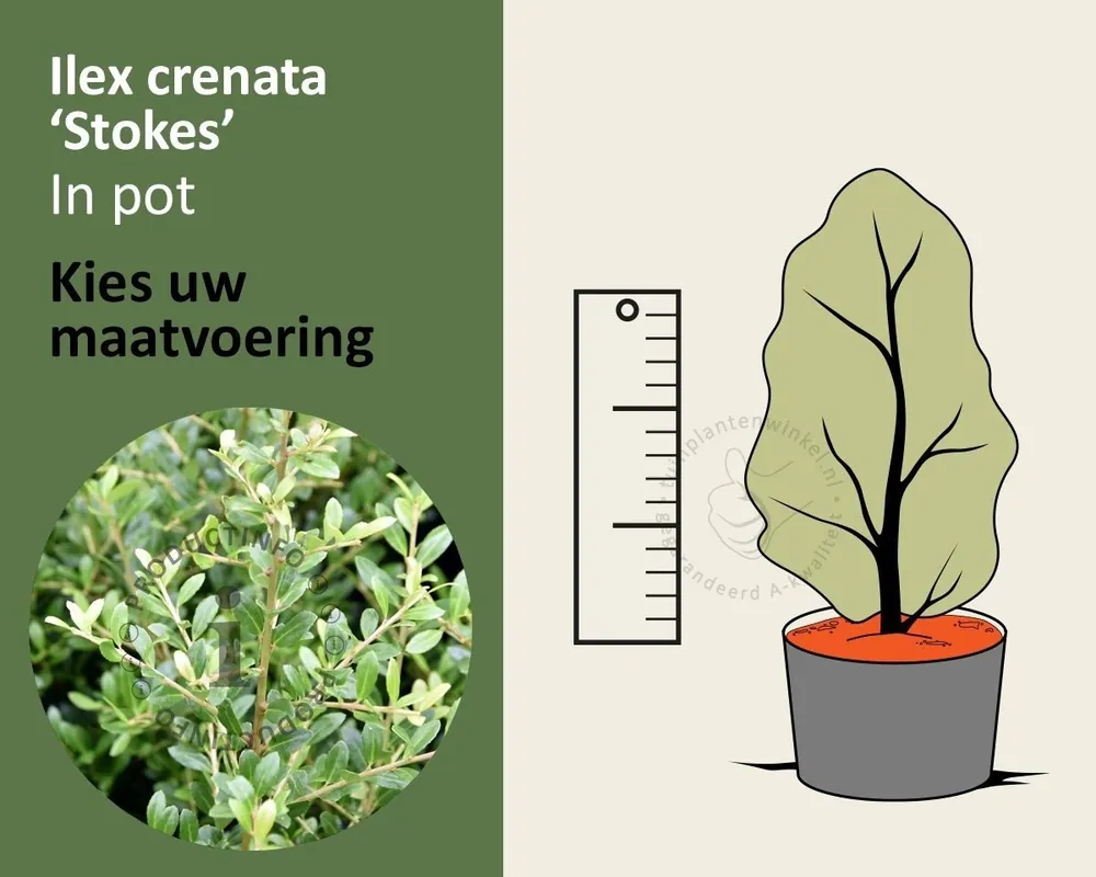 Verlaagde prijs | Ilex crenata ‘Stokes‘ - in pot