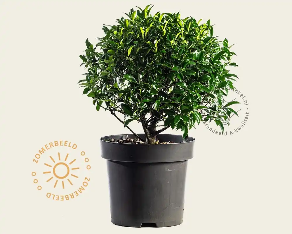 Ilex meserveae ‘Blue Maid‘ - bolvorm | Eenvoudig retourneren