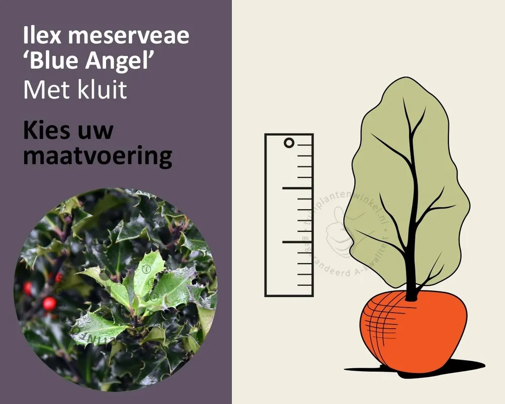Nieuwe release | Ilex meserveae ‘Blue Angel‘ - kluit
