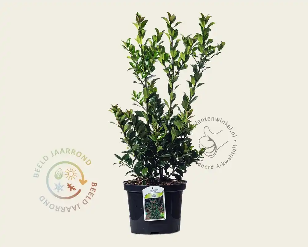 Ilex meserveae ‘Blue Maid‘ - in pot - Prijs verlaagd