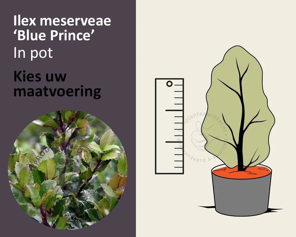 Opruiming | Ilex meserveae ‘Blue Prince‘ - in pot