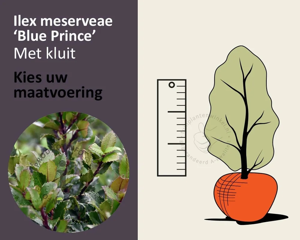 Zeer goed beoordeeld - Ilex meserveae ‘Blue Prince‘ - kluit