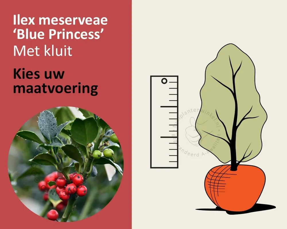 Tijdelijke aanbieding | Ilex meserveae ‘Blue Princess‘ - kluit