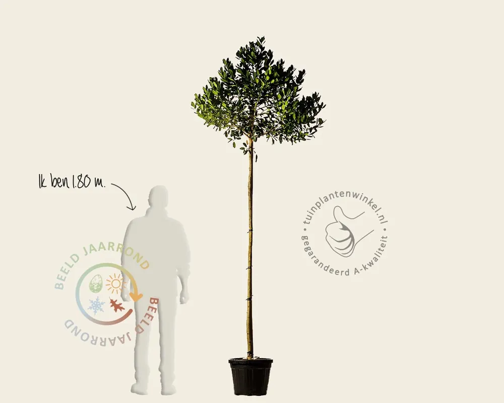 Laatste dagen - Ilex ‘Nellie R. Stevens‘