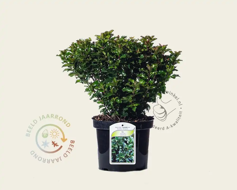 Ilex x meserveae ‘Little Rascal‘ | Online bestellen