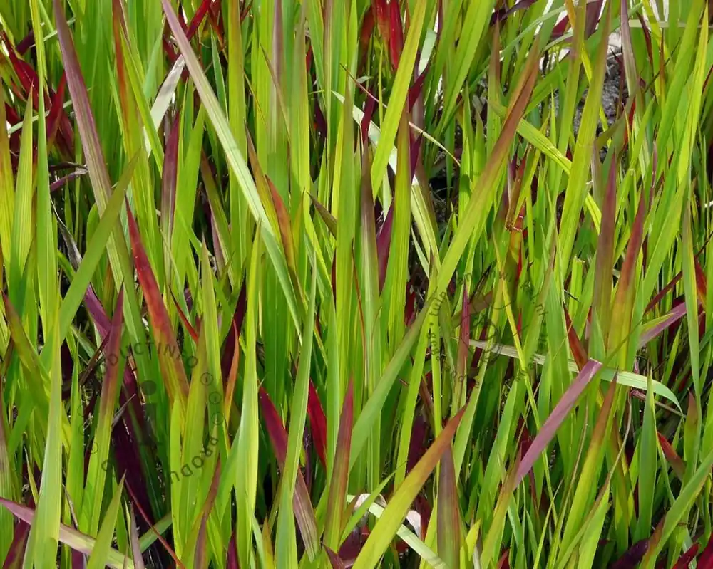 Nieuw gelanceerd | Imperata cylindrica ‘Red Baron‘