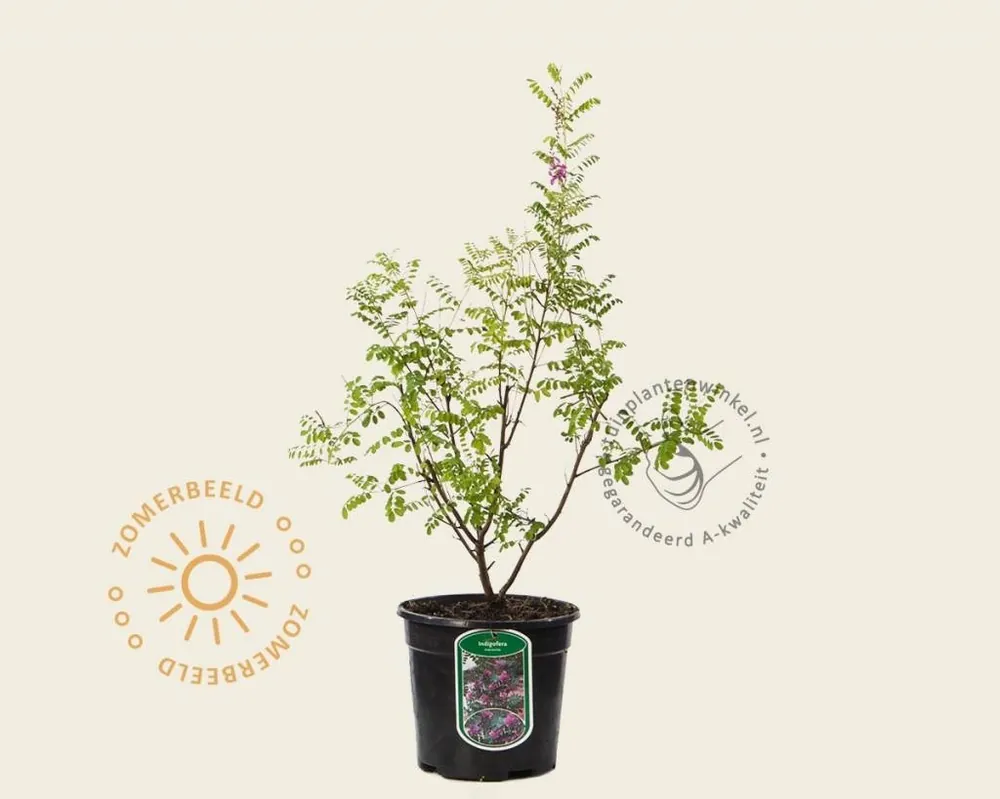 Nu beschikbaar | Indigofera heterantha