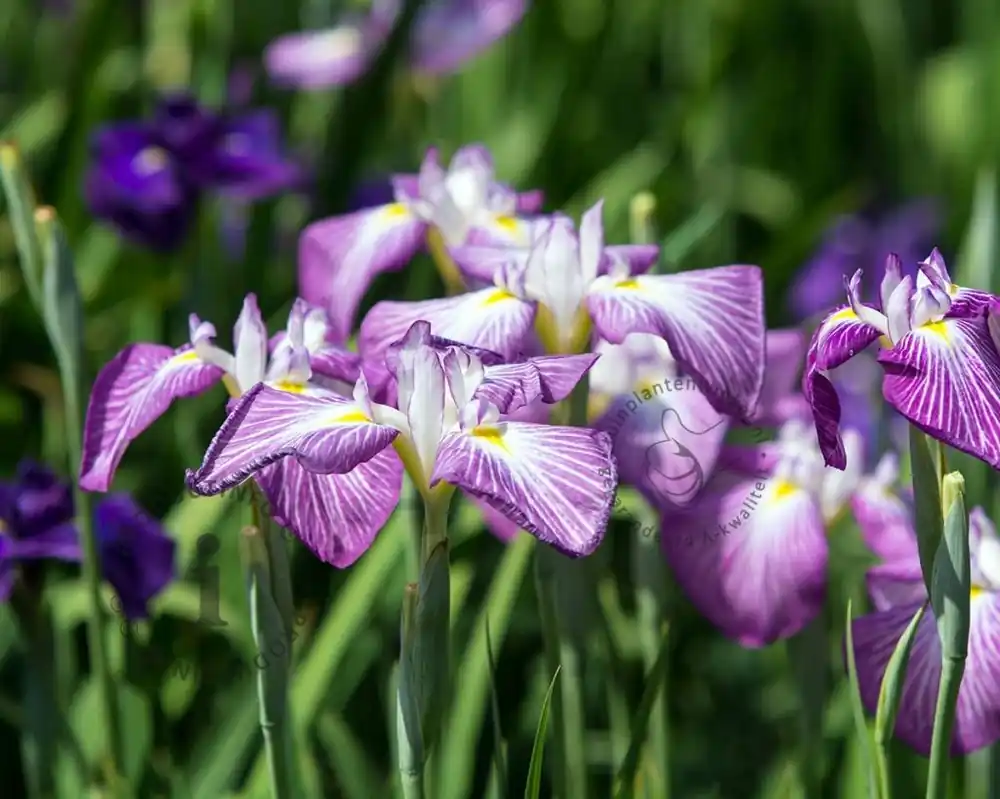 Bespaar meer - Iris ensata